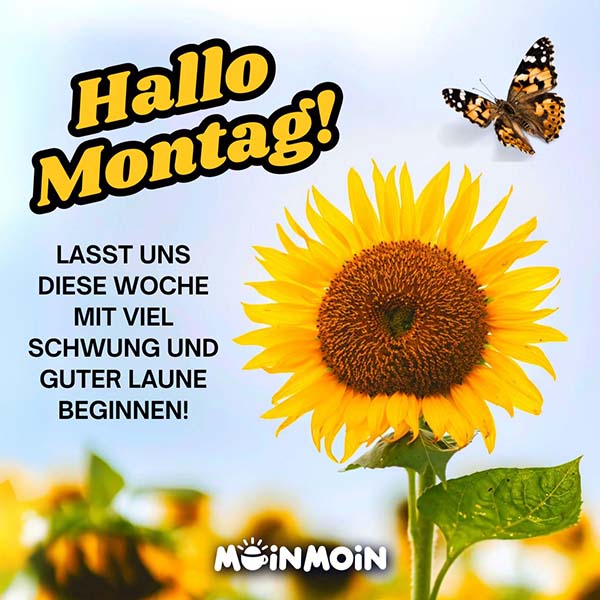 Sonnenblume auf einem Feld mit Schmetterling und Gruß: „Hallo Montag! Lasst uns diese Woche mit viel Schwung und guter Laune beginnen."