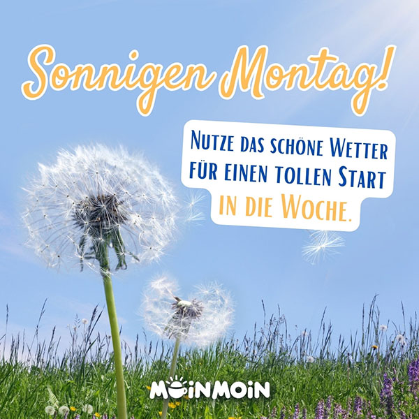 Pusteblumen auf einer Blumenwiese mit Grüßen: „Sonnigen Montag! Nutze das schöne Wetter für einen tollen Start in die Woche.“