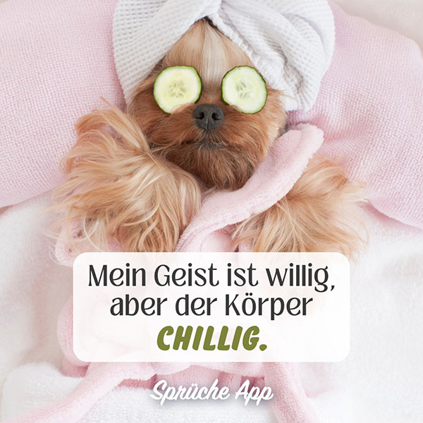 Hund in Handtuch mit Gurken auf den Augen und Spruch: „Mein Geist ist willig, aber der Körper chillig."