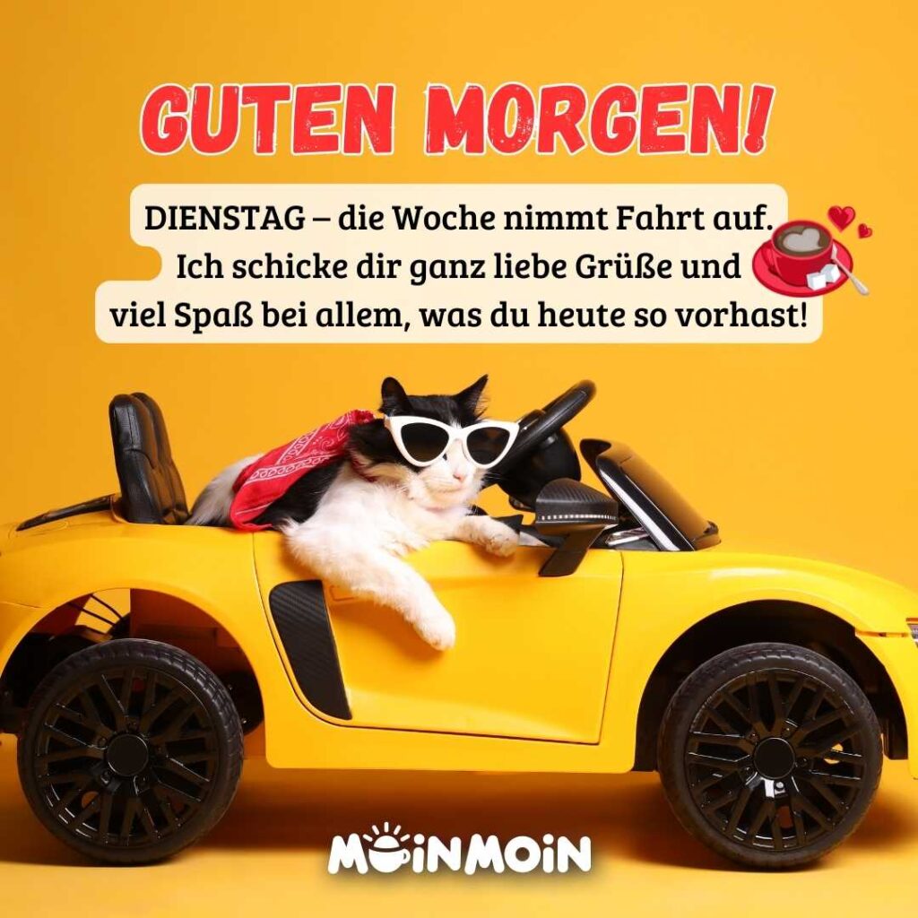 Katze in einem gelben Spielzeugauto mit Gruß: „Guten Morgen! Dienstag – die Woche nimmt Fahrt auf. Ich schicke dir ganz liebe Grüße und viel Spaß bei allem, was du heute so vorhast!" 