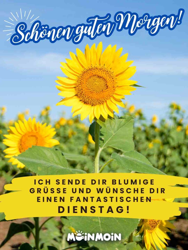 Feld mit Sonnenblumen unter blauem Himmel mit Gruß: „Schönen guten Morgen! Ich sende dir blumige Grüße und wünsche dir einen fantastischen Dienstag!"