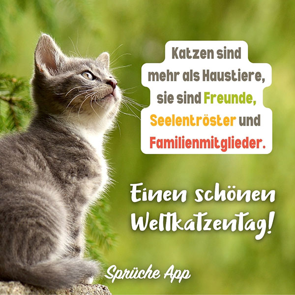 Kleine Katze, die auf einem Baumstamm sitzt und hinaufblickt mit Spruch: „Katzen sind mehr als Haustiere, sie sind Freunde, Seelentröster und Familienmitglieder. Einen schönen Weltkatzentag!"