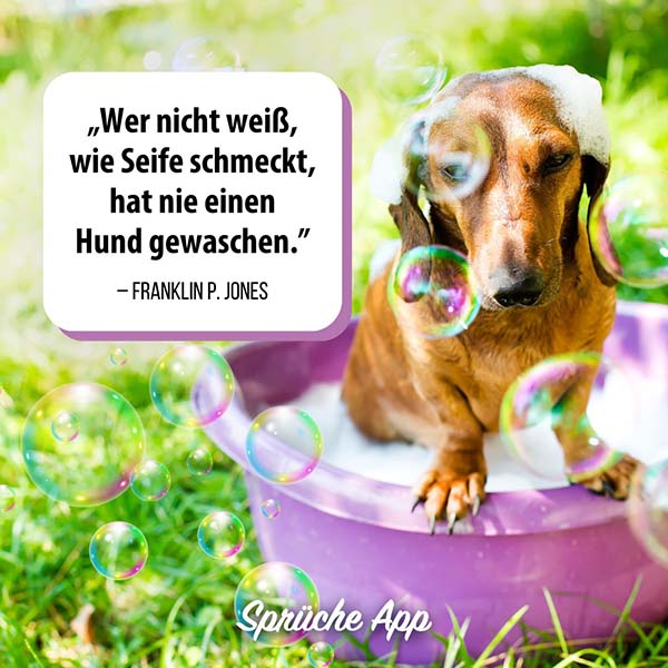 Dackel, der in einer Wanne gewaschen wird mit Seifenblasen und Hunde Zitat zum Nachdenken: „Wer nicht weiß, wie Seife schmeckt, hat nie einen Hund gewaschen.” von Franklin P. Jones