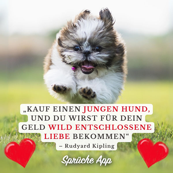 Welpe, der auf einer Wiese läuft mit Zitat: „Kauf einen jungen Hund, und du wirst für dein Geld wild entschlossene Liebe bekommen“ von Rudyard Kipling.