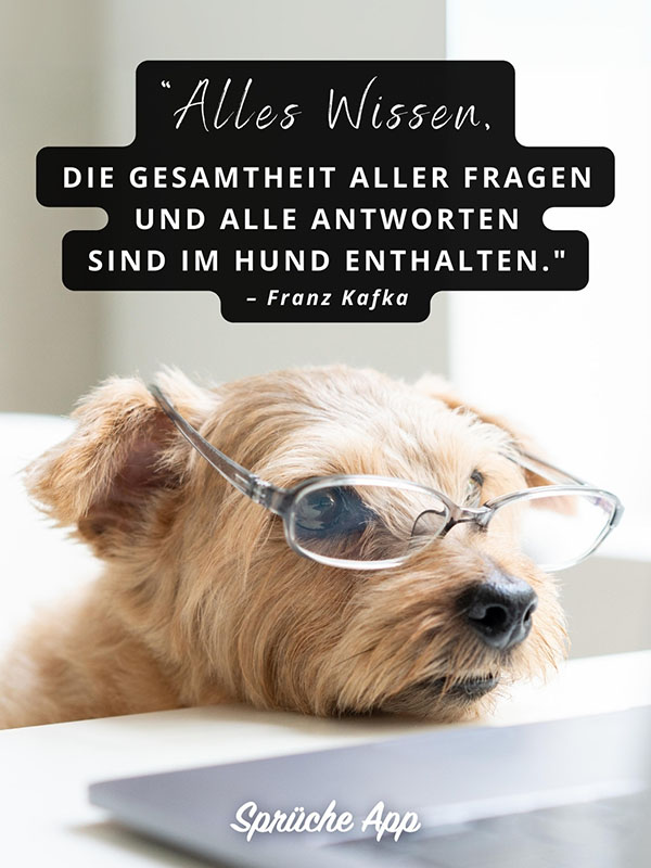 Hund, der eine Brille auf hat und in den Computer schaut mit nachdenklichem Zitat: „Alles Wissen, die Gesamtheit aller Fragen und alle Antworten sind im Hund enthalten." von Franz Kafka