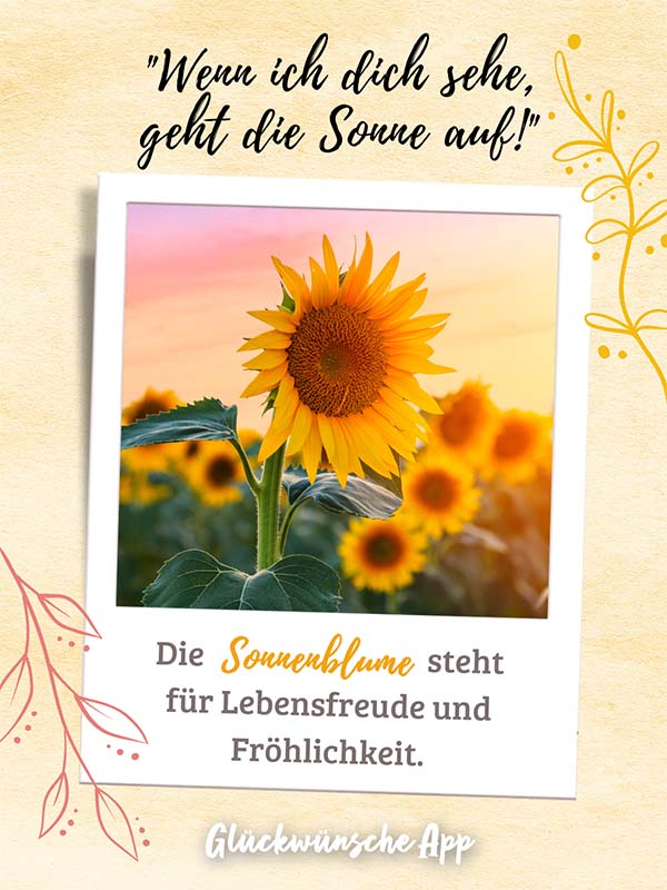 Polaroid-Bild von Sonnenblumen mit Blumensprache Gruß darüber: „Wenn ich dich sehe, geht die Sonne auf!" und darunter: „Die Sonnenblume steht für Lebensfreude und Fröhlichkeit."