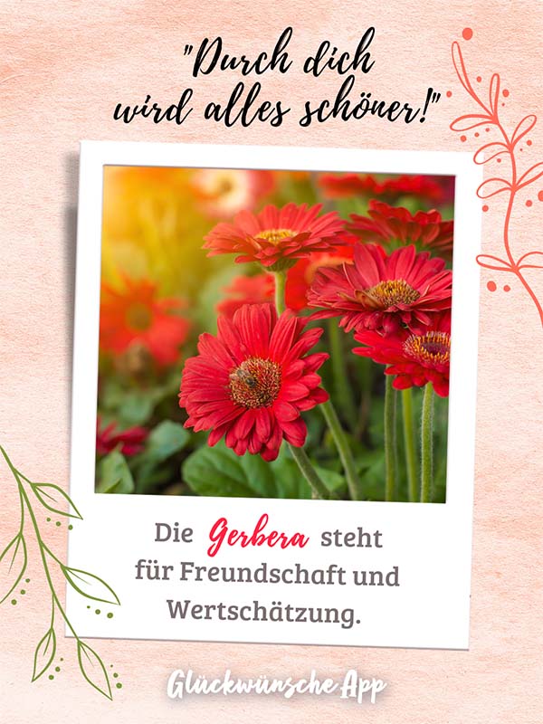 Polaroid-Bild von Gerberas mit Blumensprache Gruß darüber: „Durch dich wird alles schöner!" und darunter: „Die Gerbera steht für Freundschaft und Wertschätzung."