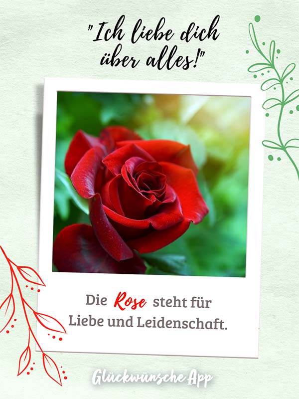 Polaroid-Bild von Rosen mit Blumensprache Gruß darüber: „Ich liebe dich über alles!" und darunter: „Die Rose steht für Liebe und Leidenschaft."