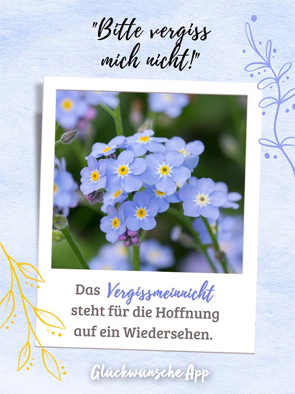 Polaroid-Bild von Vergissmeinnicht-Blumen mit Blumensprache Gruß darüber: „Bitte vergiss mich nicht!" und darunter: „Die Vergissmeinnicht steht für die Hoffnung auf ein Wiedersehen."