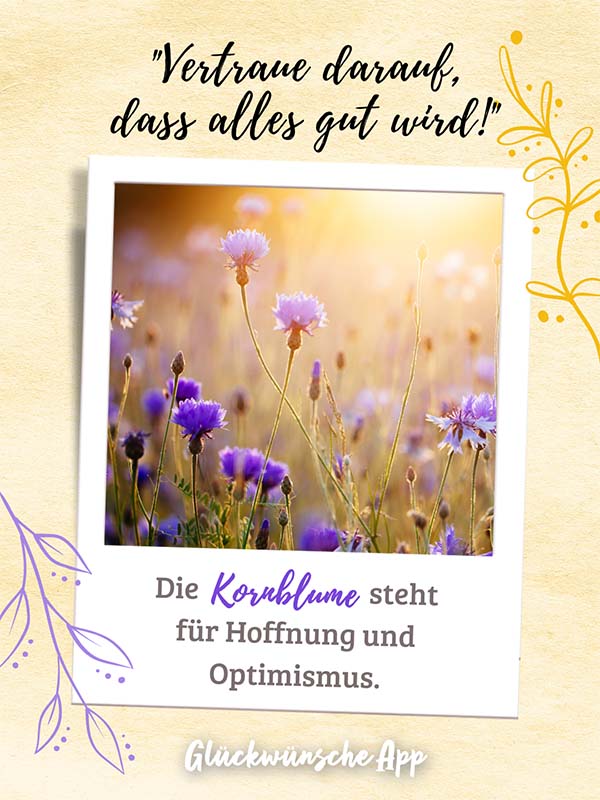 Polaroid-Bild von Kornblumen mit Blumensprache Gruß darüber: „Vertraue darauf, dass alles gut wird!" und darunter: „Die Kornblume steht für Hoffnung und Optimismus."