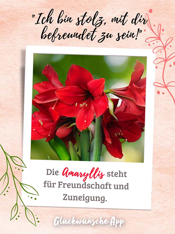 Polaroid-Bild von Kornblumen mit Blumensprache Gruß darüber: „Ich bin stolz, mit dir befreundet zu sein!" und darunter: „Die Amaryllis steht für Freundschaft und Zuneigung."