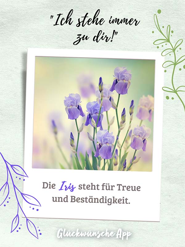 Polaroid-Bild von Kornblumen mit Blumensprache Gruß darüber: „Ich stehe immer zu dir!" und darunter: „Die Iris steht für Treue und Beständigkeit."