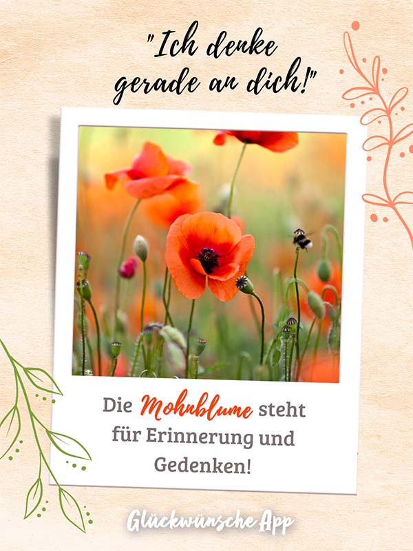 Polaroid-Bild von Kornblumen mit Gruß darüber: „Ich denke gerade an dich!" und darunter: „Die Mohnblume steht für Erinnerung und Gedenken!"