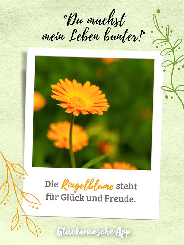 Polaroid-Bild von Kornblumen mit Gruß darüber: „Du machst mein Leben bunter!" und darunter: „Die Ringelblume steht für Glück und Freude."