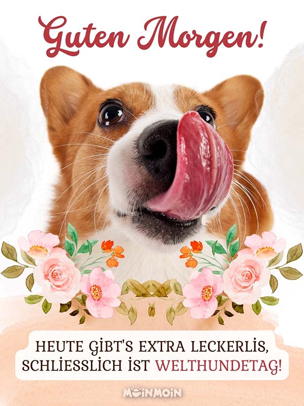 Corgi, der sich mit der Zunge über die Nase schleckt mit Gruß: „Guten Morgen! Heute gibt's extra Leckerlis, schließlich ist Welthundetag!"