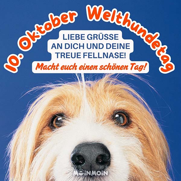 Profil eines Hundes mit Spruch darüber: „10. Oktober Welthundetag Liebe Grüße an dich und deine treue Fellnase! Macht euch einen schönen Tag!"