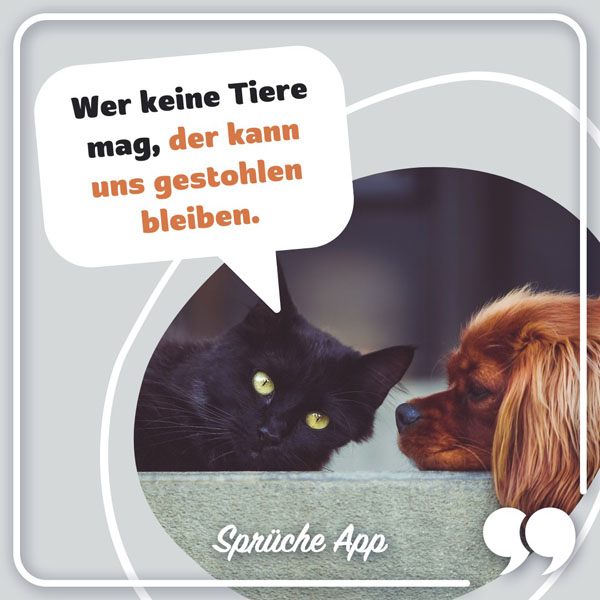 Katze, die von einem Hund angesehen wird mit Sprechblase in der steht: „Wer keine Tiere mag, der kann uns gestohlen bleiben."