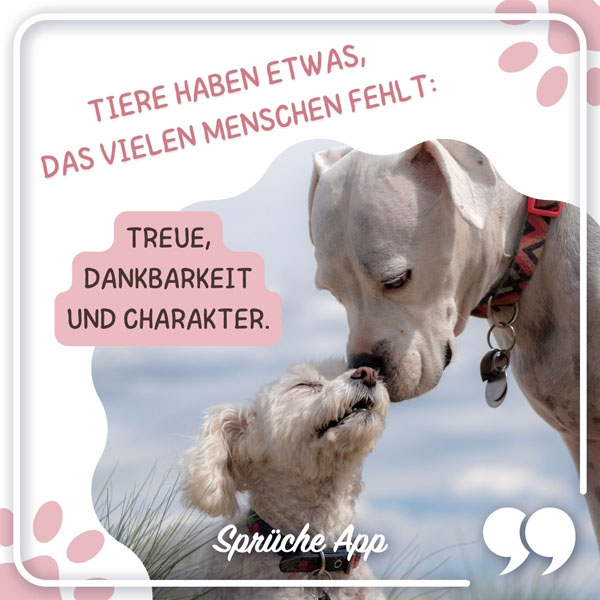 Zwei Hunde, die sich mit der Schnauze küssen und Spruch: „Tiere haben etwas, das vielen Menschen fehlt: Treue, Dankbarkeit und Charakter."