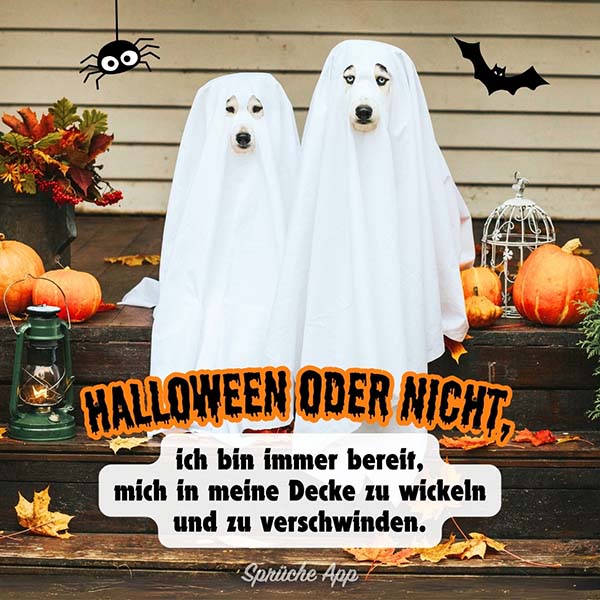 Zwei Hunde, die mit Bettlaken als Geister verkleidet sind und au einer Stufe umgeben von Herbst-Deko sitzen davor der Anti Halloween Spruch: „Halloween oder nicht, ich bin immer bereit, mich in meine Decke zu wickeln und zu verschwinden." 