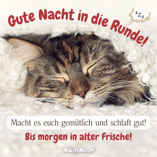 Schlafende Katze unter einer Decke mit gute Nacht Gruß: „Ich hab euch allen etwas mitgebracht: schöne Träume für heute Nacht! Schlaft gut!"