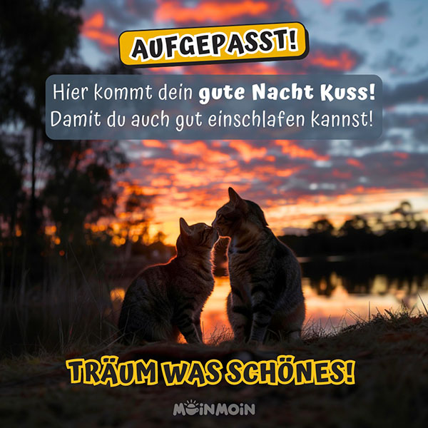 Zwei Katzen, die sich im Sonnenuntergang vor einem See Küssen mit Spruch: „Aufgepasst Hier kommt dein gute Nacht Kuss! Damit du auch gut einschlafen kannst! Träum was Schönes!“