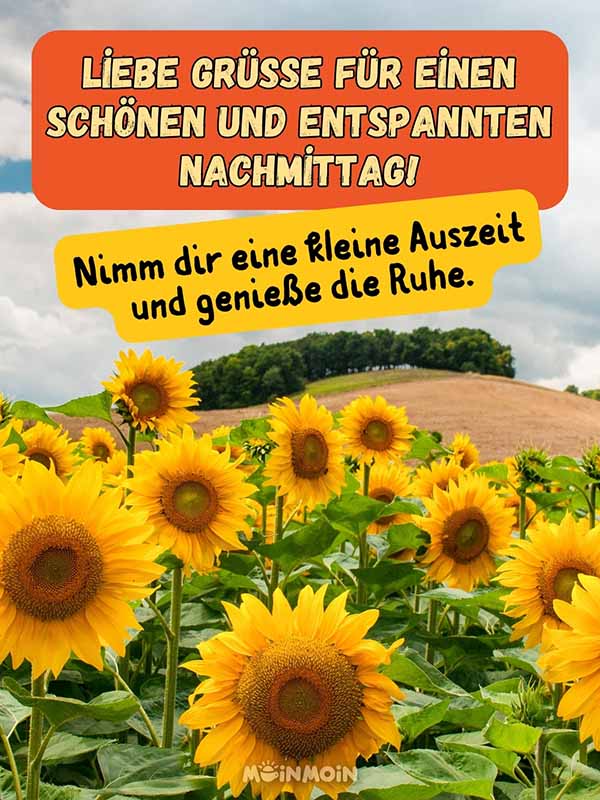 Sonnenblumenfeld mit Gruß darüber: „Liebe Grüße für einen schönen und entspannten Nachmittag! Nimm dir eine kleine Auszeit und genieße die Ruhe.“