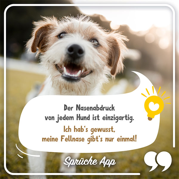 Hund, der in die Kamera schaut mit Tierfakt in einer Sprechblase: Der Nasenabdruck von jedem Hund ist einzigartig. Ich hab‘s gewusst, meine Fellnase gibt‘s nur einmal!