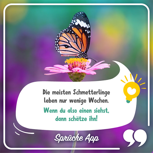 Schmetterling, der auf einer Blume sitzt mit Tier Fakt in Sprechblase: Die meisten Schmetterlinge leben nur wenigen Wochen. Wenn du also einen siehst, dann schätze ihn!