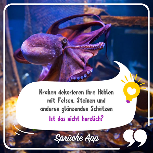 Krake im Meer und Tierfakt in Sprechblase: Kraken dekorieren ihre Höhlen mit Felsen, Steinen und anderen glänzenden Schätzen. Ist das nicht herzlich?