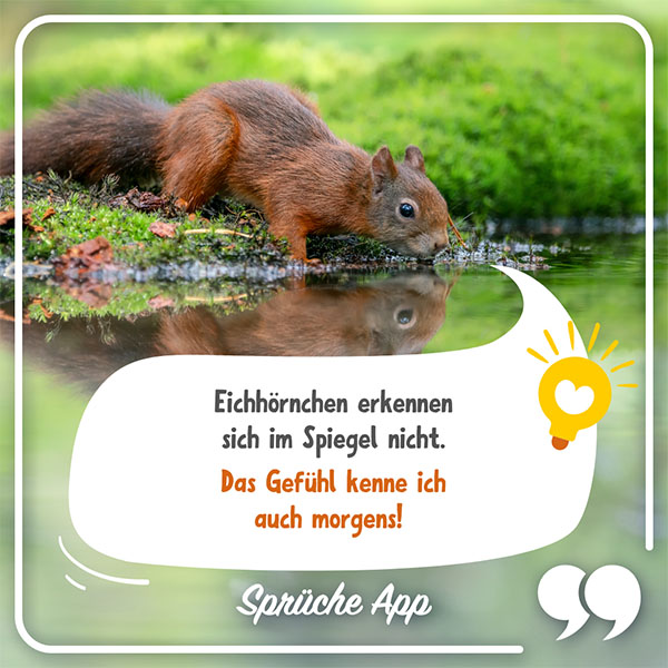 Eichhörnchen, das aus See trinkt mit Spruch in Sprechblase: Eichhörnchen erkennen sich im Spiegel nicht. Das Gefühl kenne ich auch morgens! 