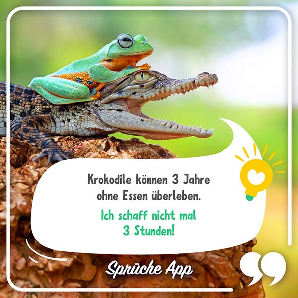 Krokodil auf dem ein Frosch sitzt mit Text in Sprechblase: Krokodile können 3 Jahre ohne Essen überleben. Ich schaff nicht mal 3 Stunden!