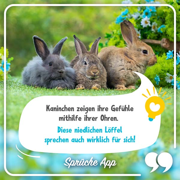 Drei Kaninchen auf einem Feld mit Text in Sprechblase: Kaninchen zeigen ihre Gefühle mithilfe ihrer Ohren. Diese niedlichen Löffel sprechen auch wirklich für sich!