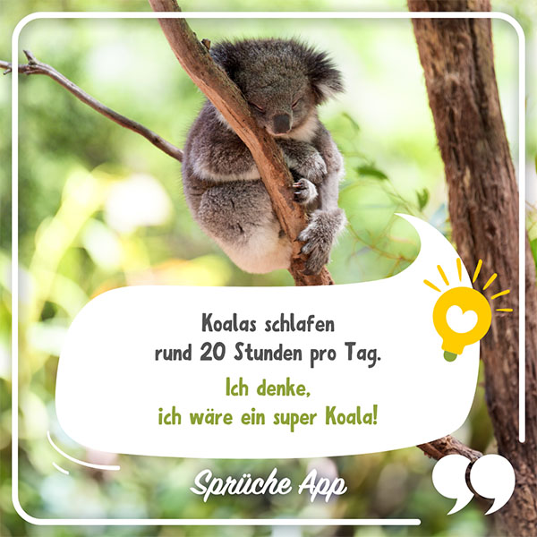 Koala, der auf einem Ast schläft mit Spruch in Sprechblase: Koalas schlafen rund 20 Stunden pro Tag. Ich denke, ich wäre ein super Koala!