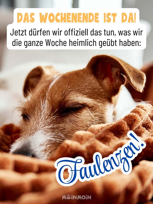 Hund, der schläft mit Grüße: „Das Wochenende ist da! Jetzt dürfen wir offiziell das tun, was wir die ganze Woche heimlich geübt haben: Faulenzen!“