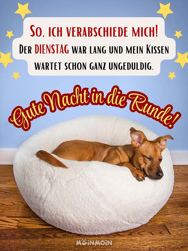 Hund, der in seinem Körbchen schläft mit Text darüber: „So, ich verabschiede mich! Der Dienstag war lang und mein Kissen wartet schon ganz ungeduldig. Gute Nacht in die Runde!“